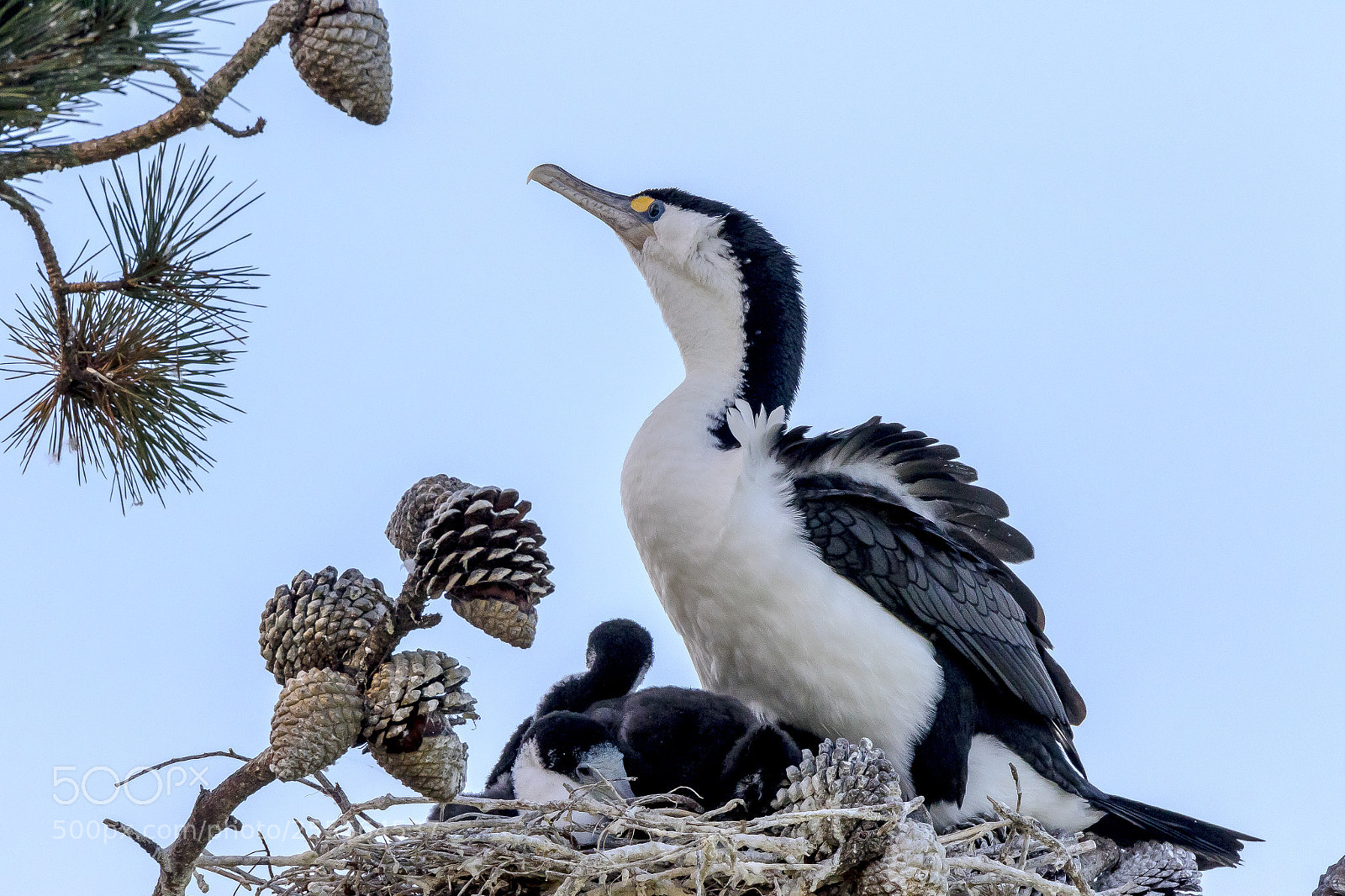 Canon EOS 7D Mark II sample photo. Pied shag photography