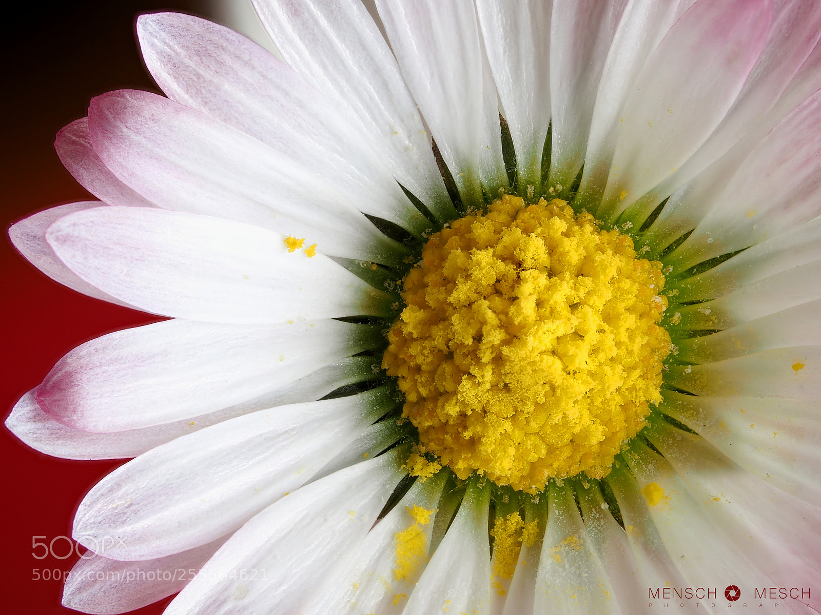 Olympus OM-D E-M5 II sample photo. Common daisy photography