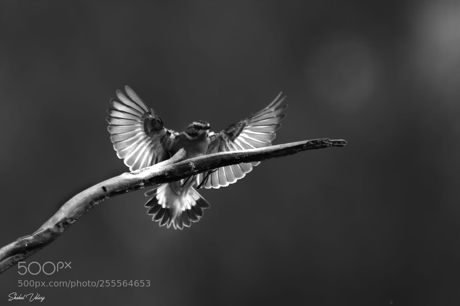 Nikon D500 sample photo. Spreadwings winchat photography