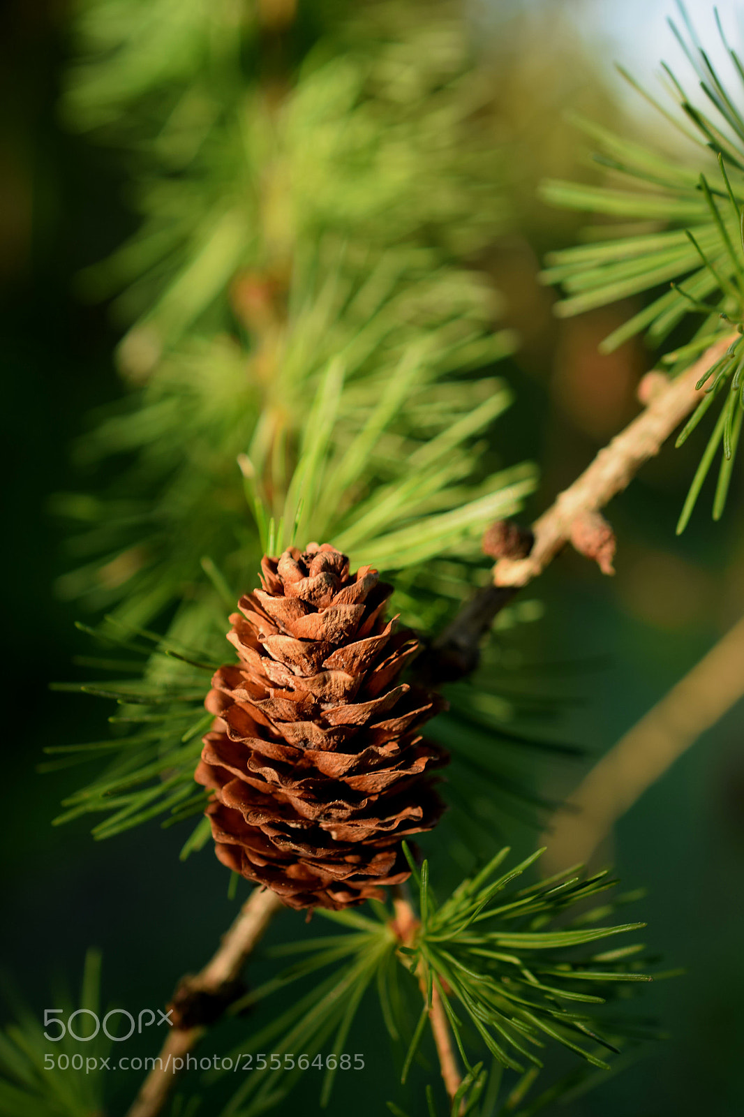 Nikon D3300 sample photo. Hi photography