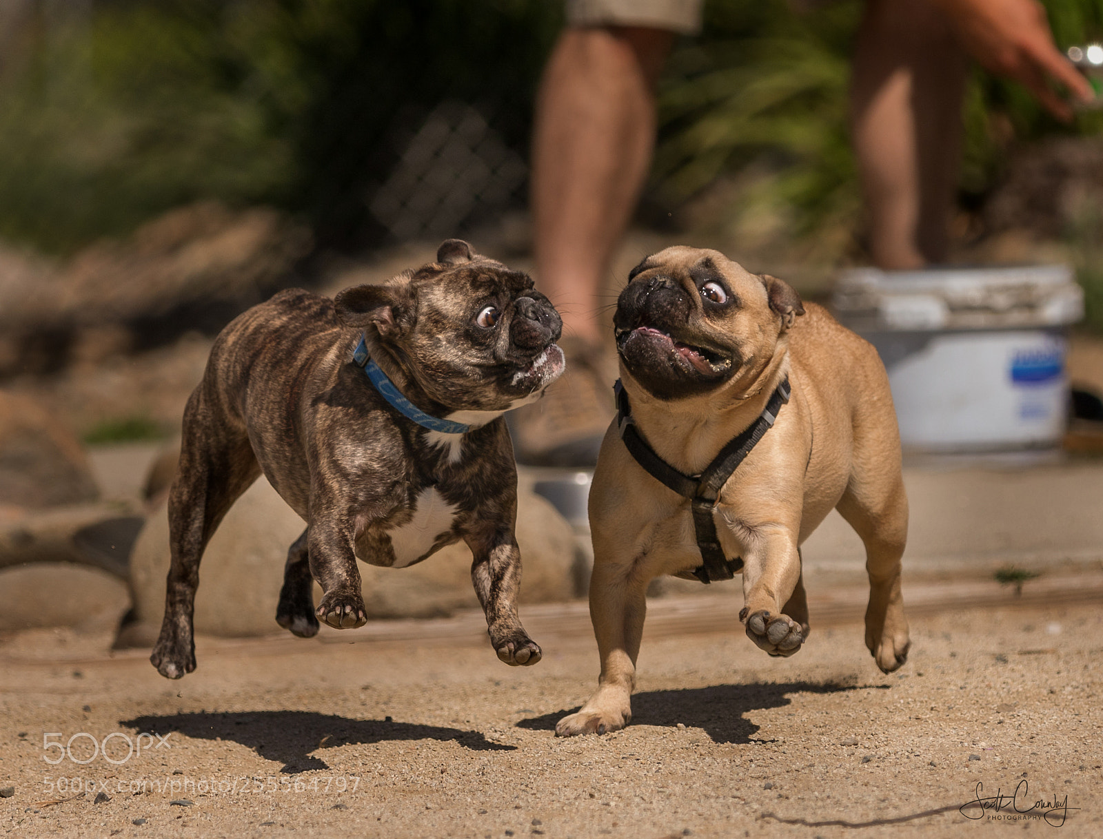 Canon EOS 5D Mark IV sample photo. Bullies photography