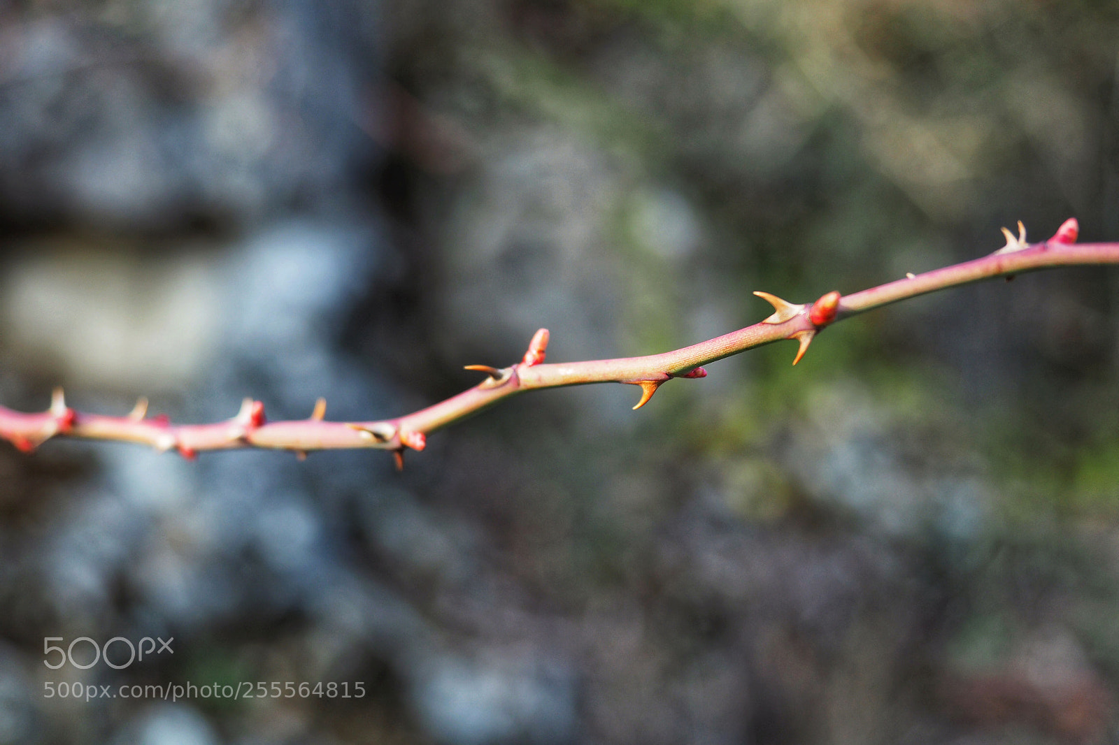 Olympus OM-D E-M5 II sample photo. Bokeh photography