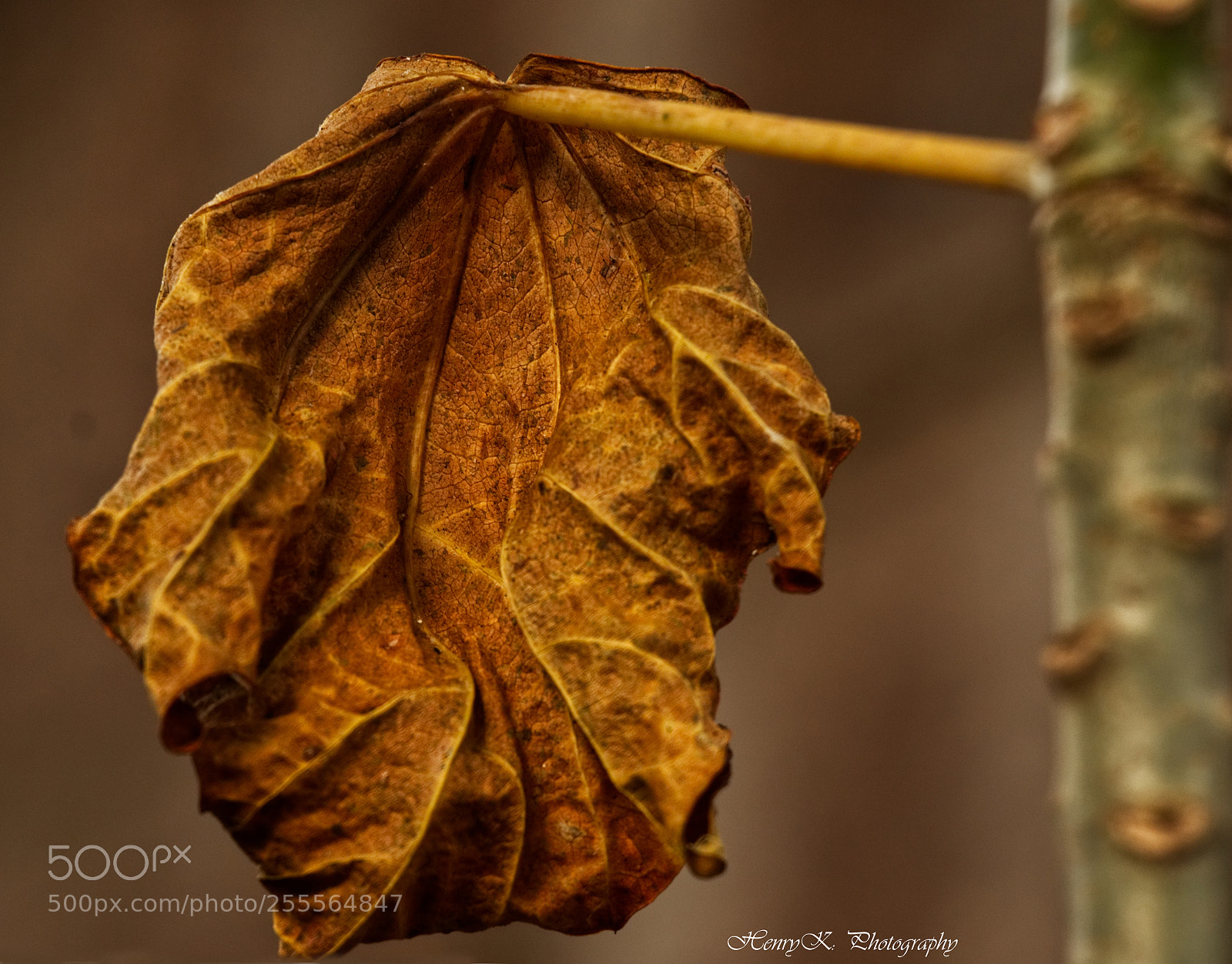 Canon EOS 70D sample photo. Season to fall photography