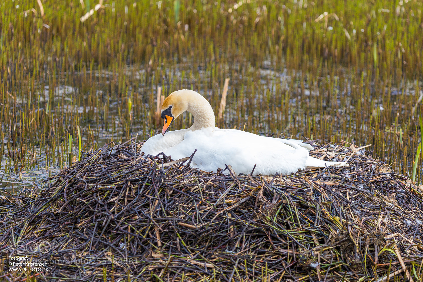 Canon EOS 6D Mark II sample photo. Swan 2 photography