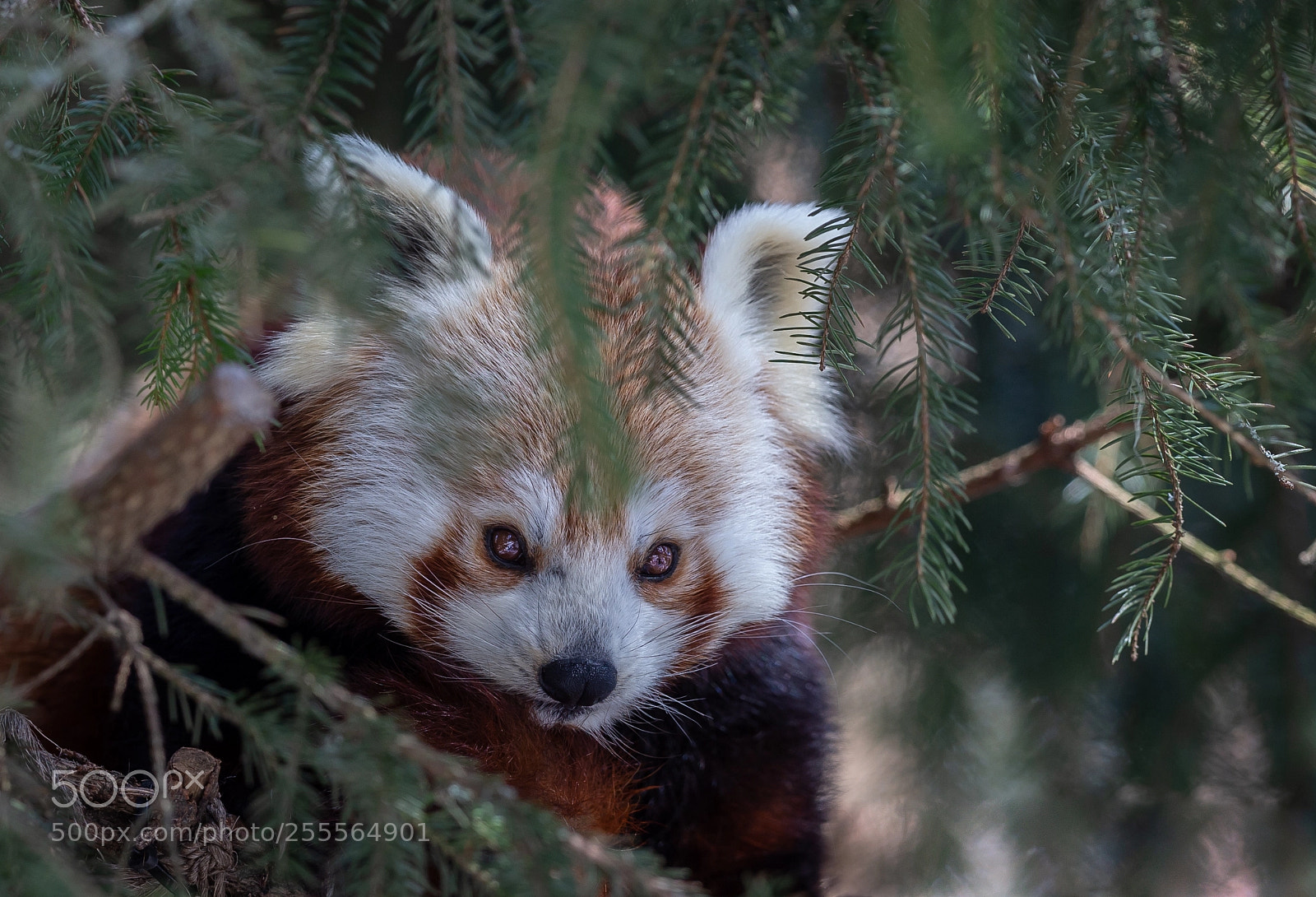 Canon EOS 6D sample photo. Ailurus fulgens/golden panda photography