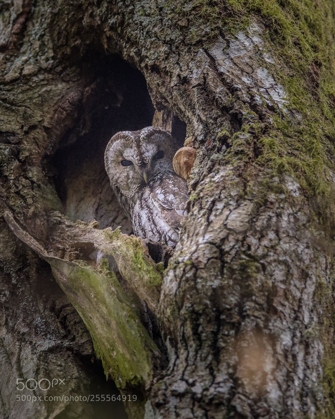 Canon EOS 5D Mark IV sample photo. Tawny owl photography
