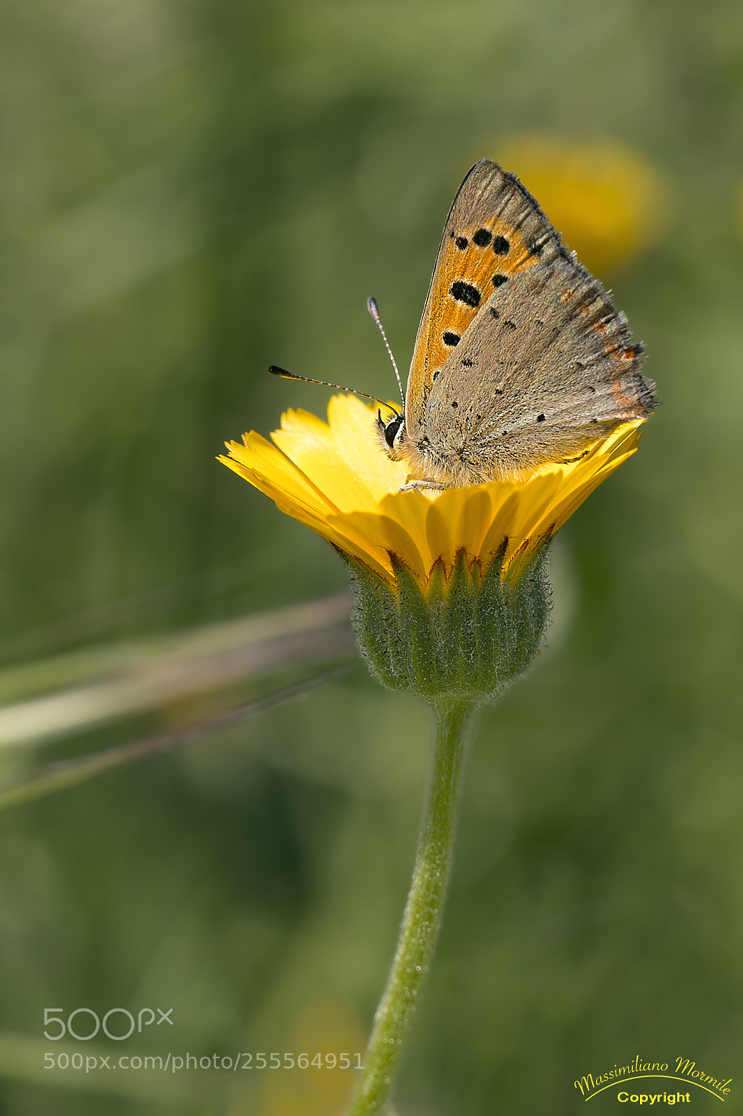 Canon EOS 6D sample photo. Butterflt 2 photography
