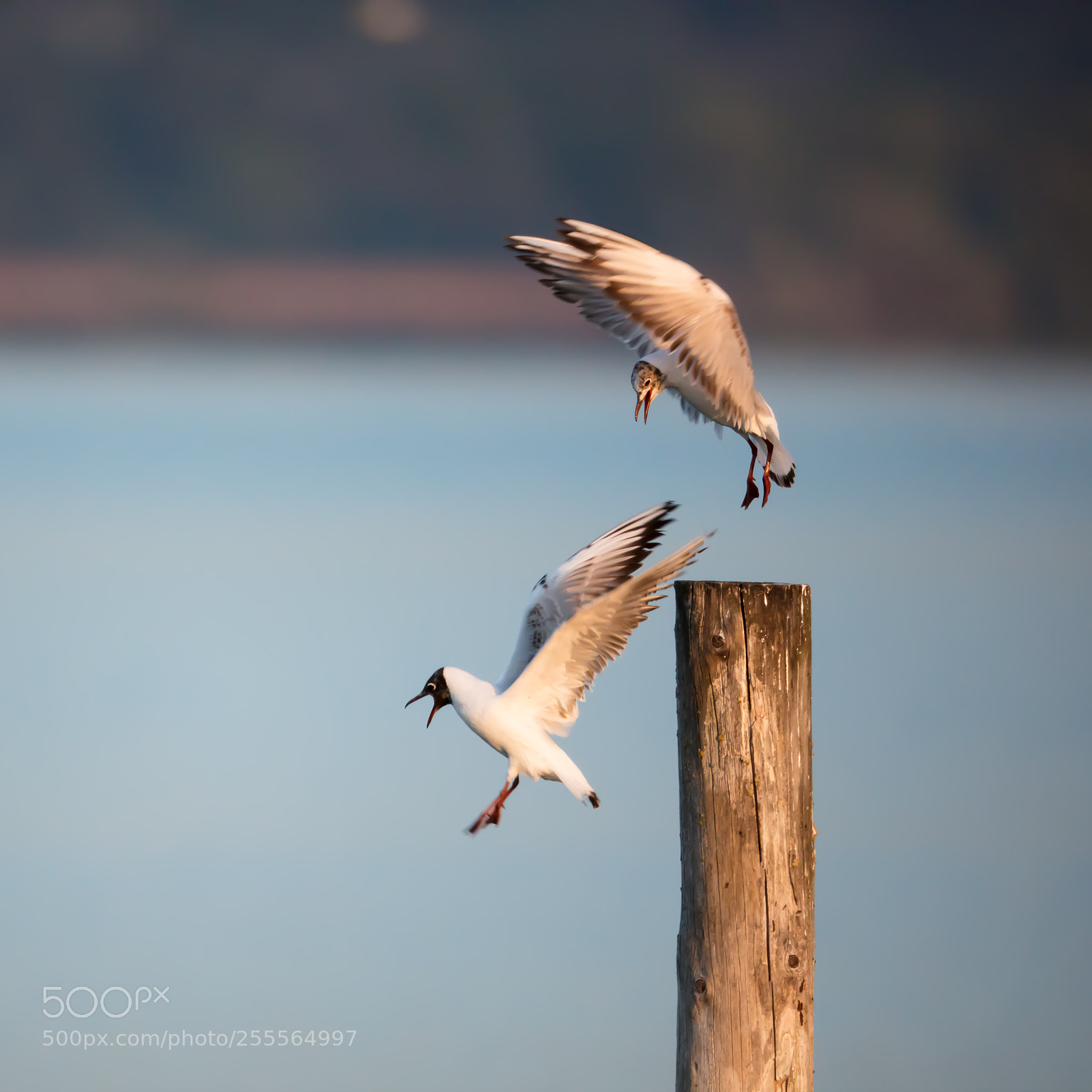 Canon EOS 5DS R sample photo. Jumpin’ jack flash photography