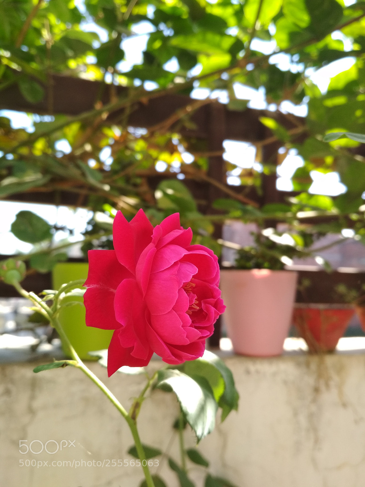 Xiaomi Redmi 4 Pro sample photo. Roseee photography