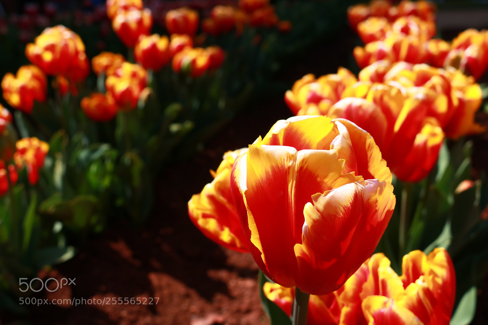 Canon EOS 750D (EOS Rebel T6i / EOS Kiss X8i) sample photo. Img photography