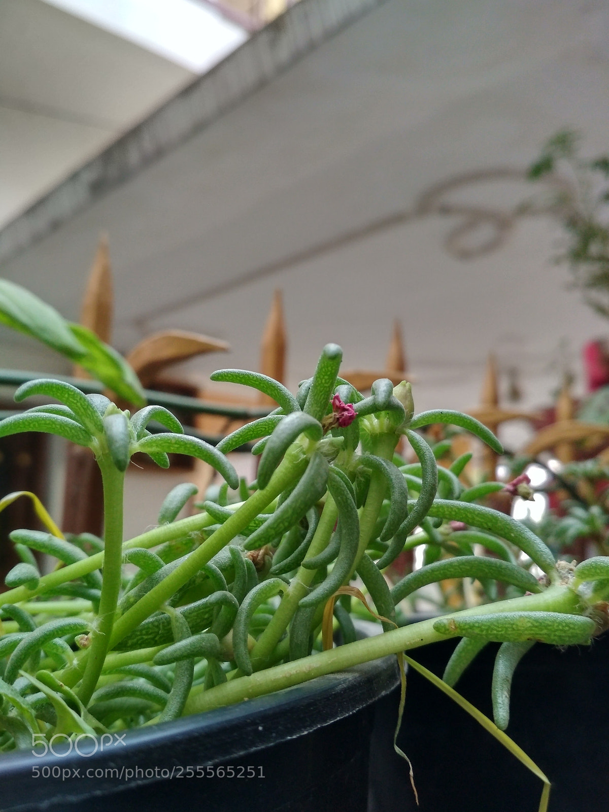 Xiaomi Redmi 4 Pro sample photo. Green photography