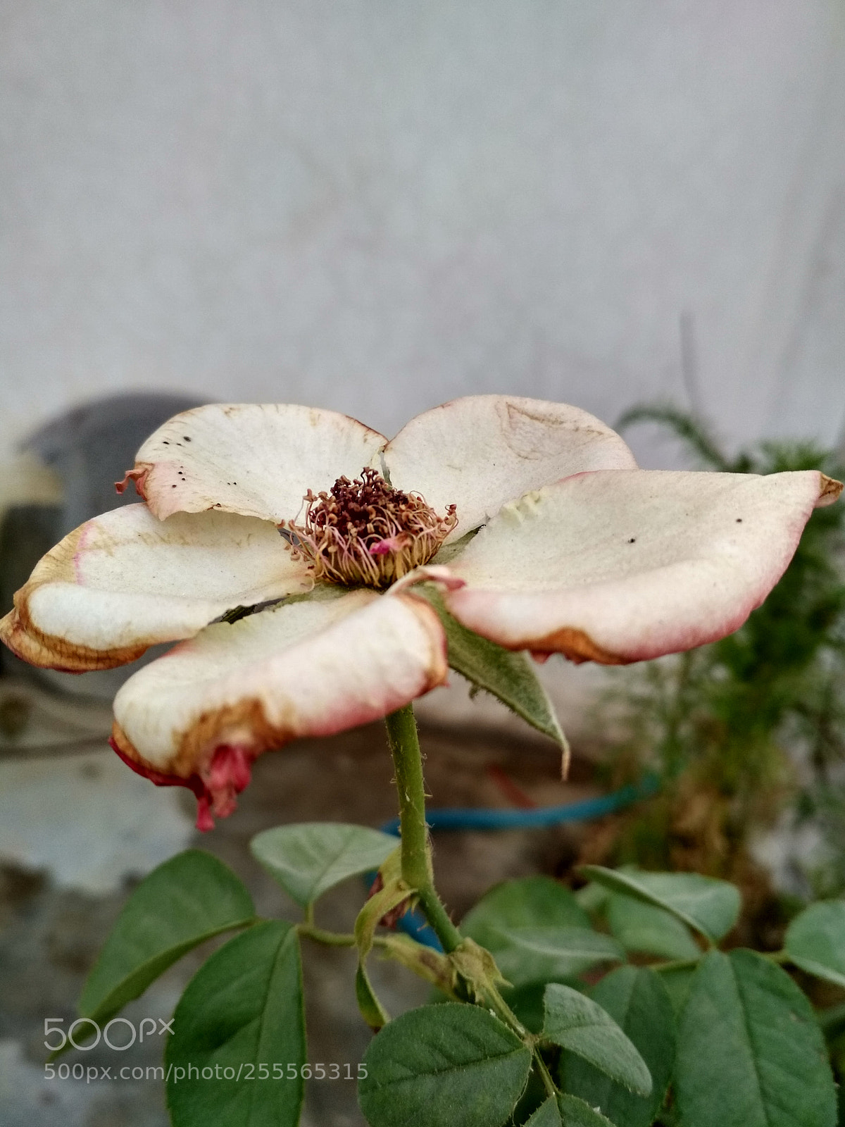 Xiaomi Redmi 4 Pro sample photo. Rose photography
