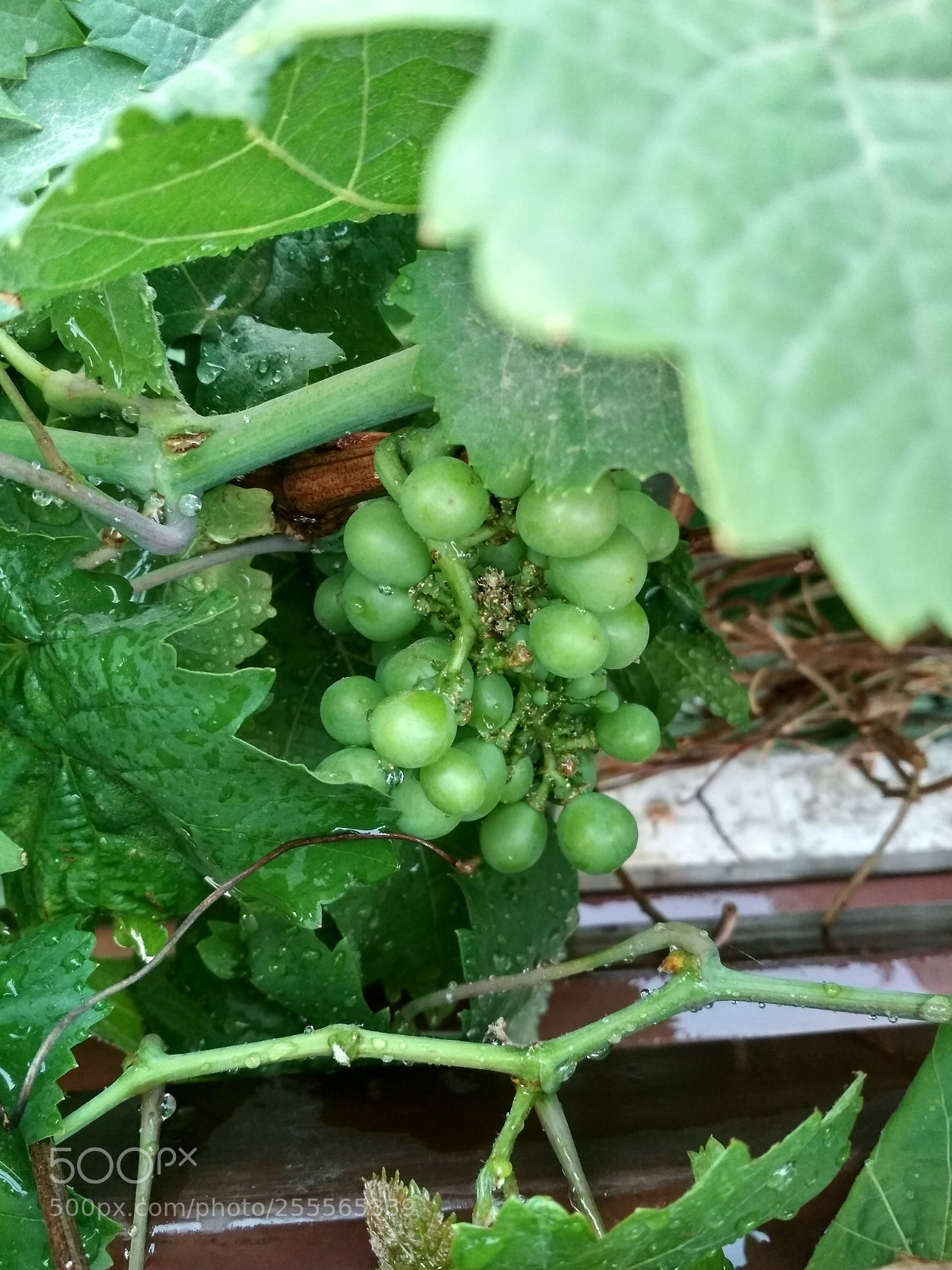Xiaomi Redmi 4 Pro sample photo. Grapes photography