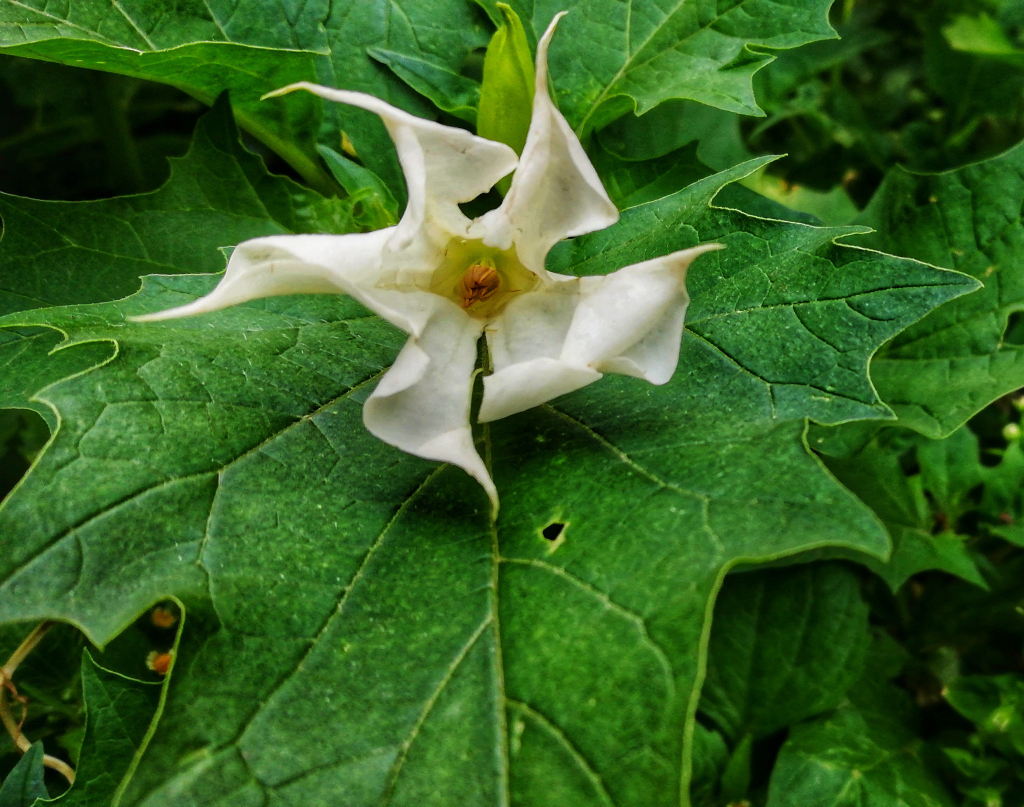 HUAWEI nova 2i sample photo. Jimsnoweed photography