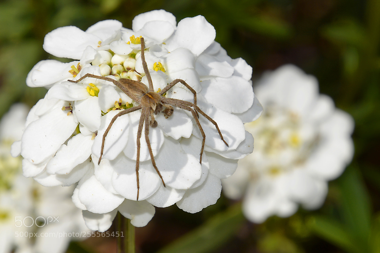 Nikon D5200 sample photo. Spider photography