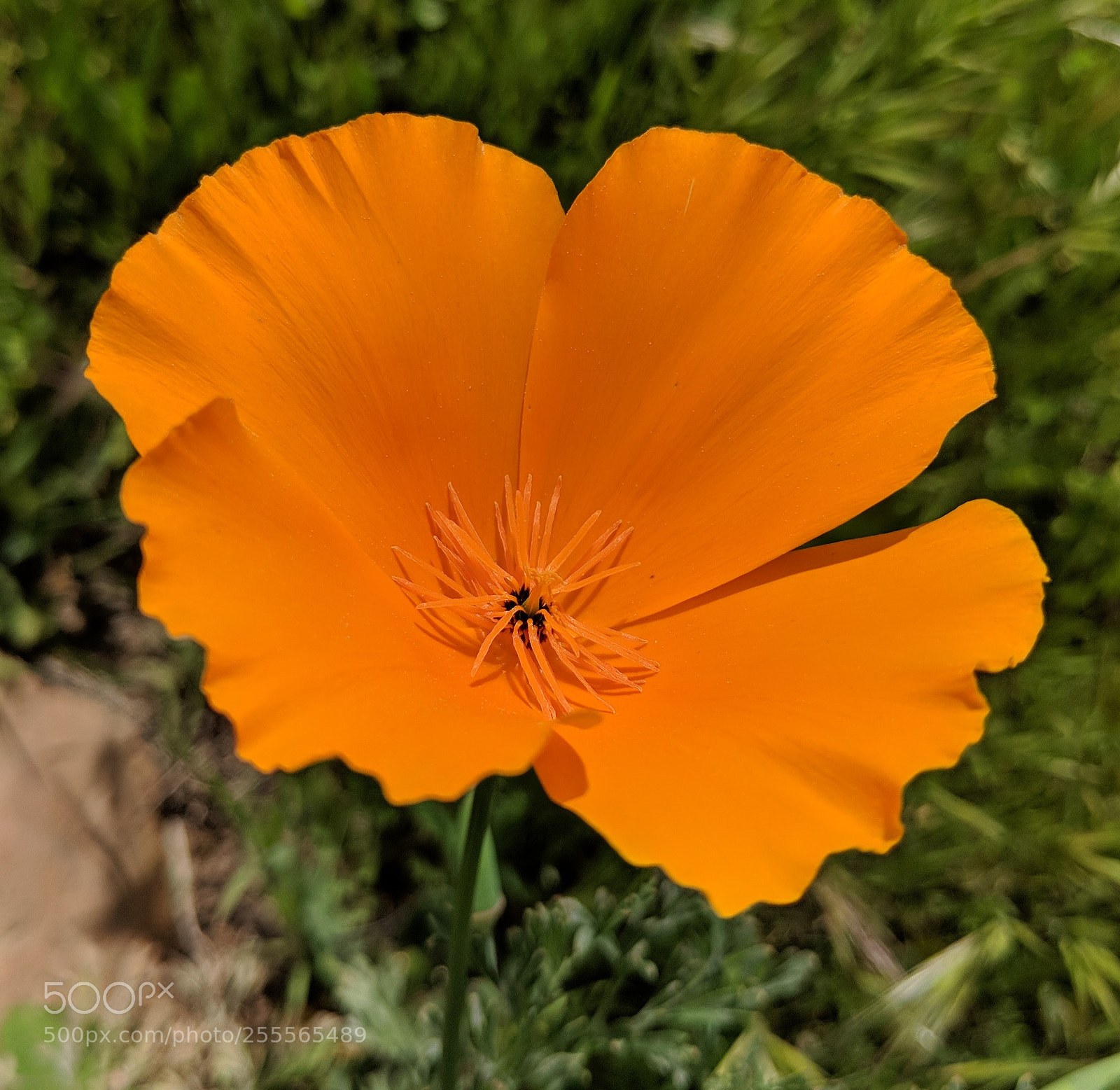 Google Pixel 2 XL sample photo. California poppy photography