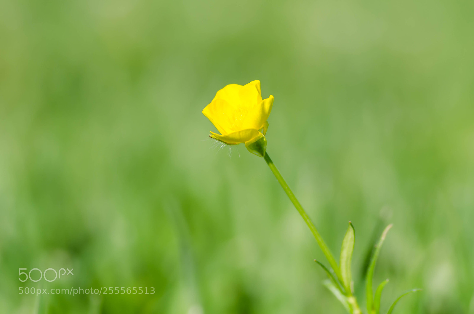 Nikon D7000 sample photo. Bouton d'or photography