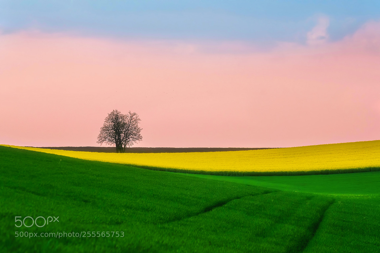 Nikon D500 sample photo. Lonely tree photography