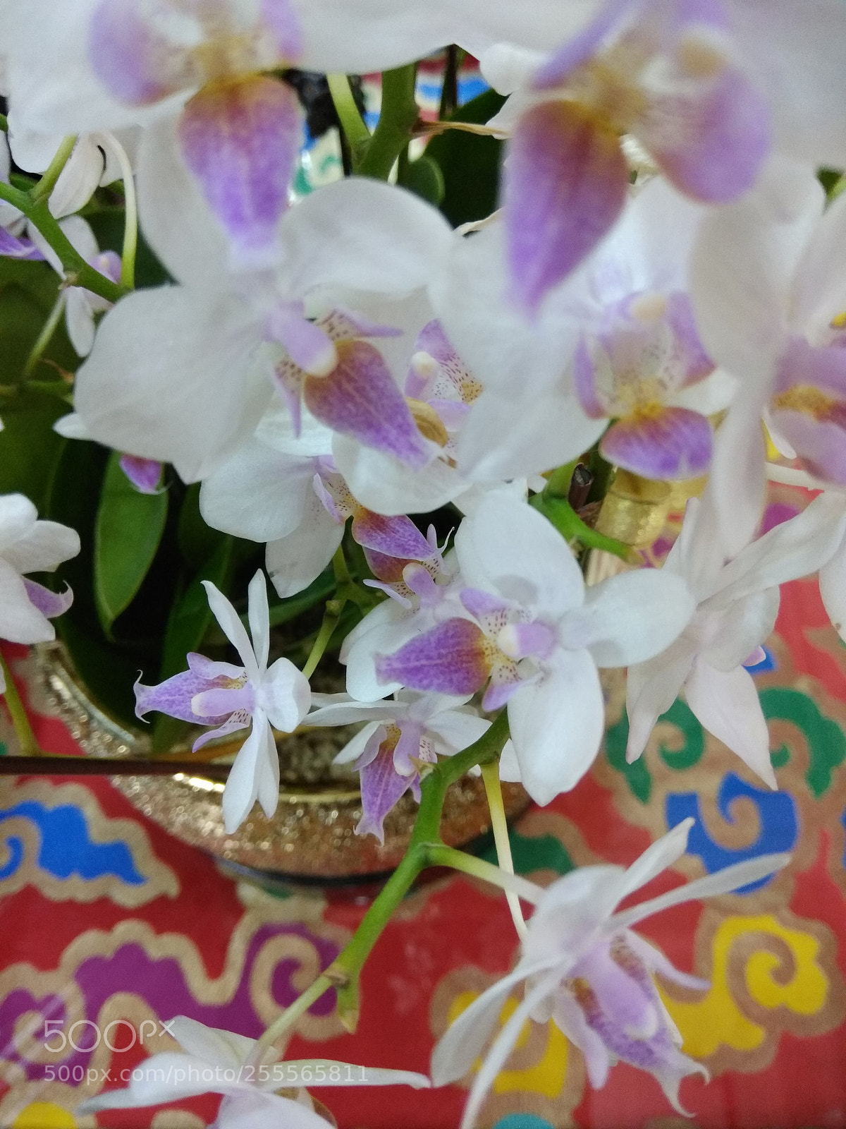 Xiaomi Redmi Note 4 sample photo. Flowers photography