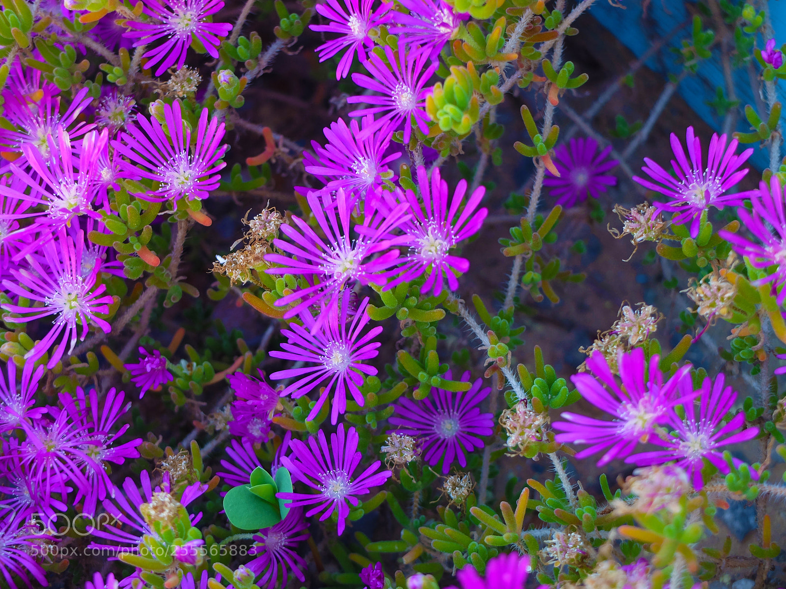 Fujifilm X20 sample photo. Flowers photography