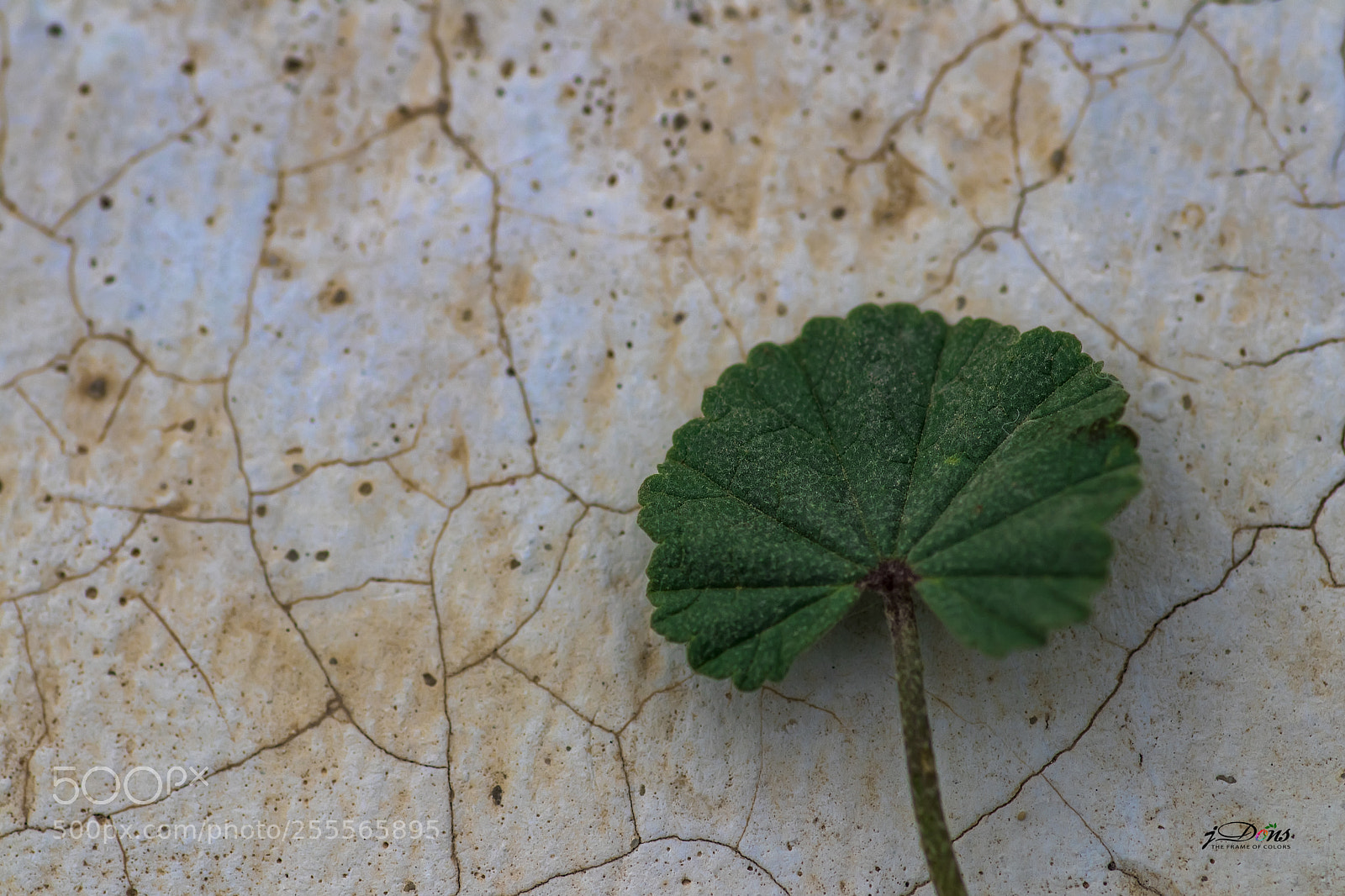 Canon EOS 80D sample photo. Leaf photography