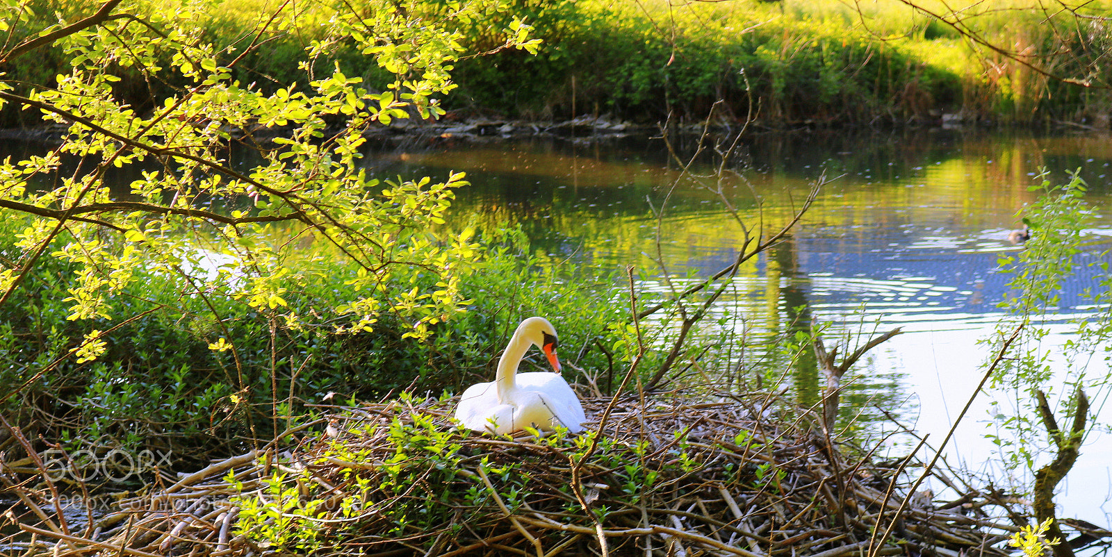 Canon EOS 750D (EOS Rebel T6i / EOS Kiss X8i) sample photo. Schwanennest im fr hlingskleid photography