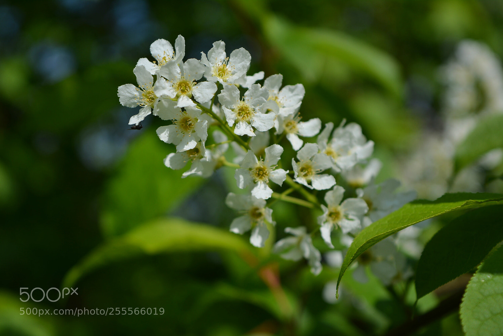 Nikon D5200 sample photo. Biel photography