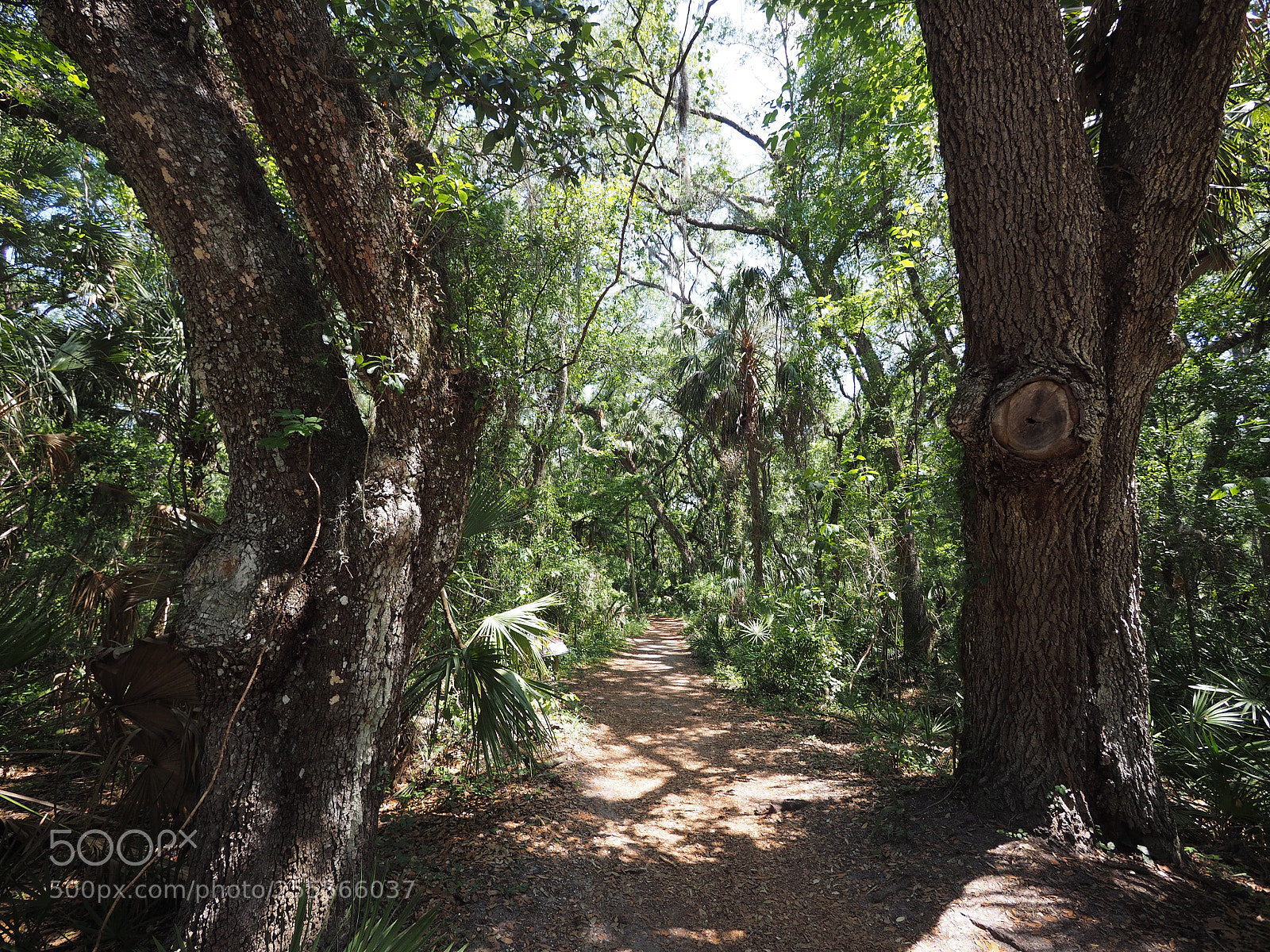 Olympus OM-D E-M1 sample photo. And into the forest photography