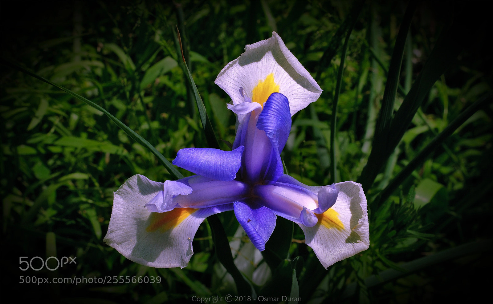 Nikon D300 sample photo. Iris photography