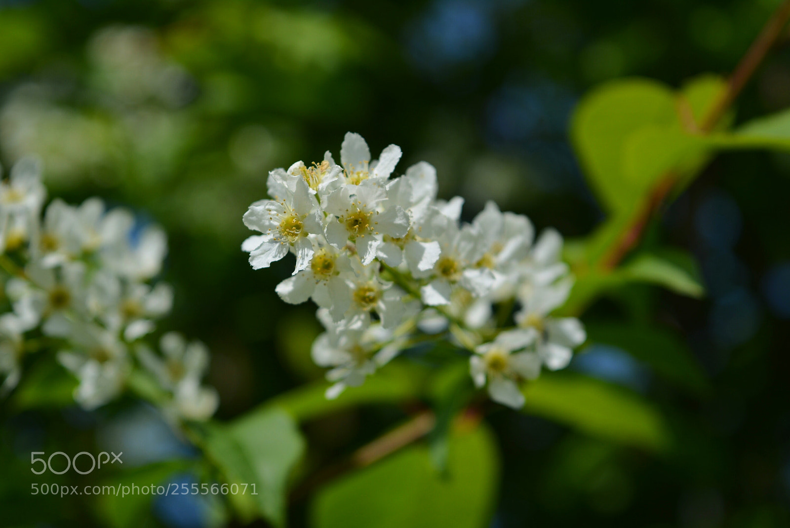 Nikon D5200 sample photo. Biel2 photography