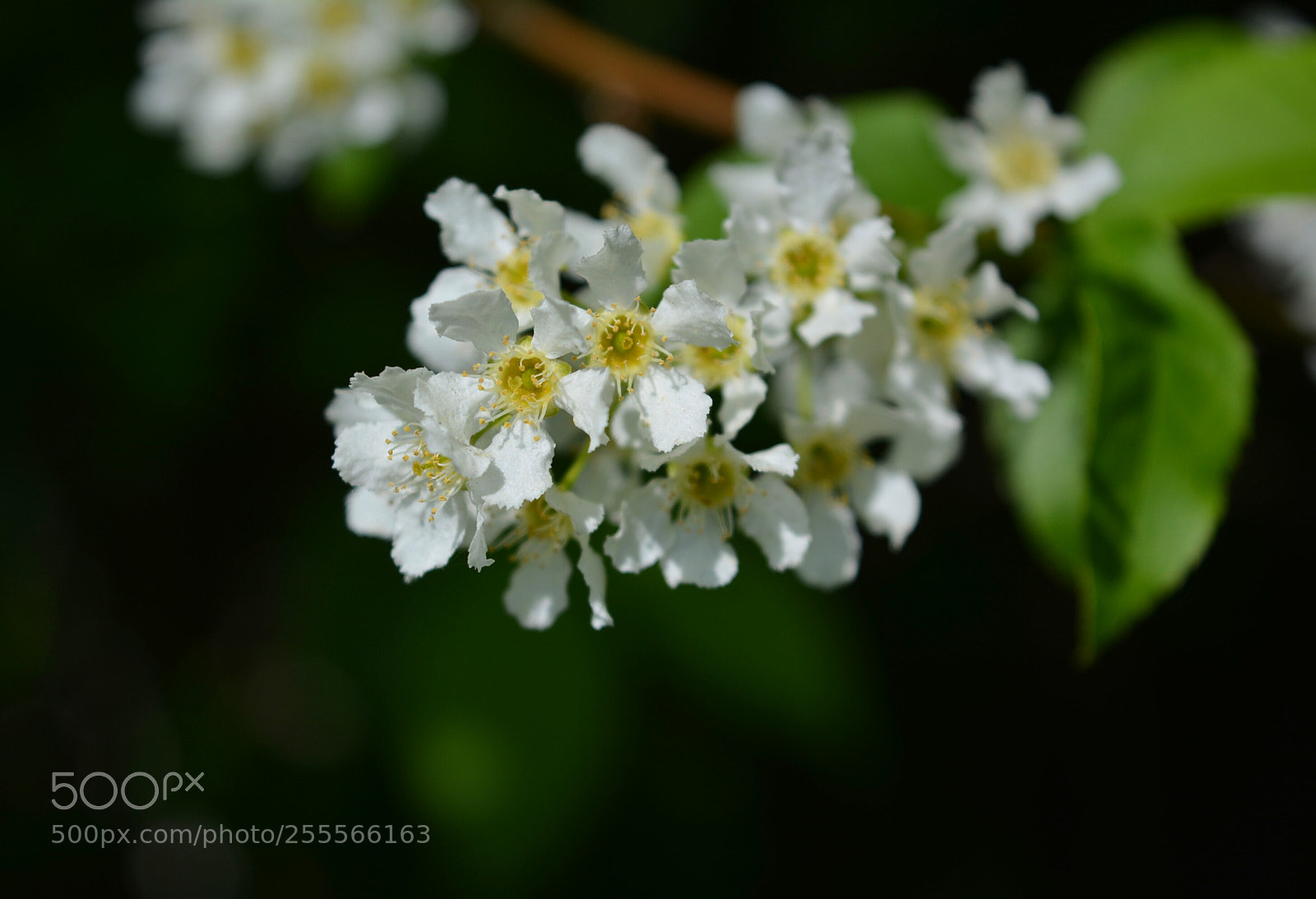 Nikon D5200 sample photo. Biel3 photography
