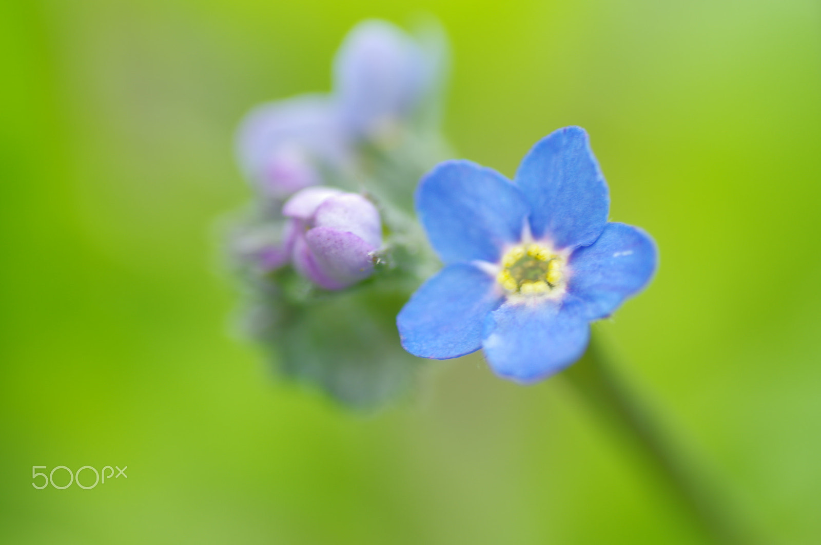 Tamron SP AF 90mm F2.8 Di Macro sample photo. Forget me not photography