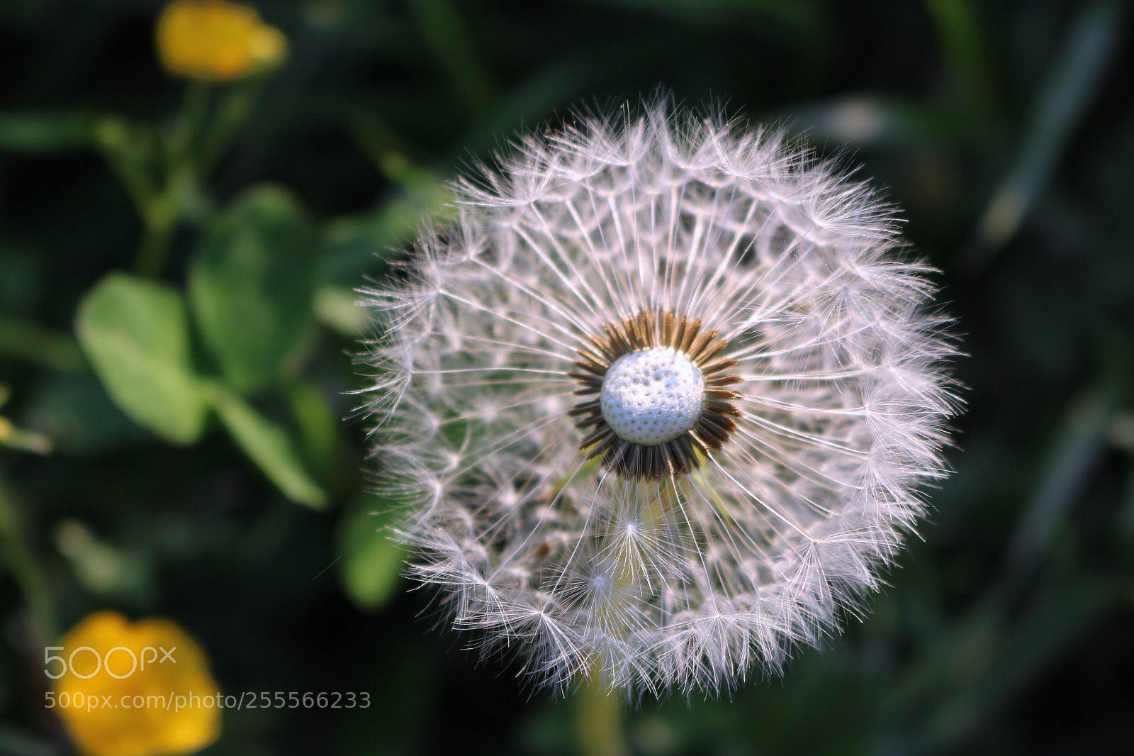 Canon EOS 750D (EOS Rebel T6i / EOS Kiss X8i) sample photo. Pusteblume photography