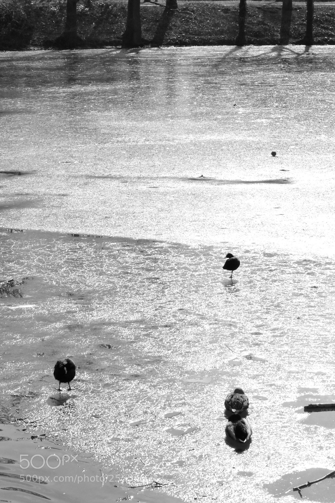 Nikon D3100 sample photo. Monochrome birds iii photography