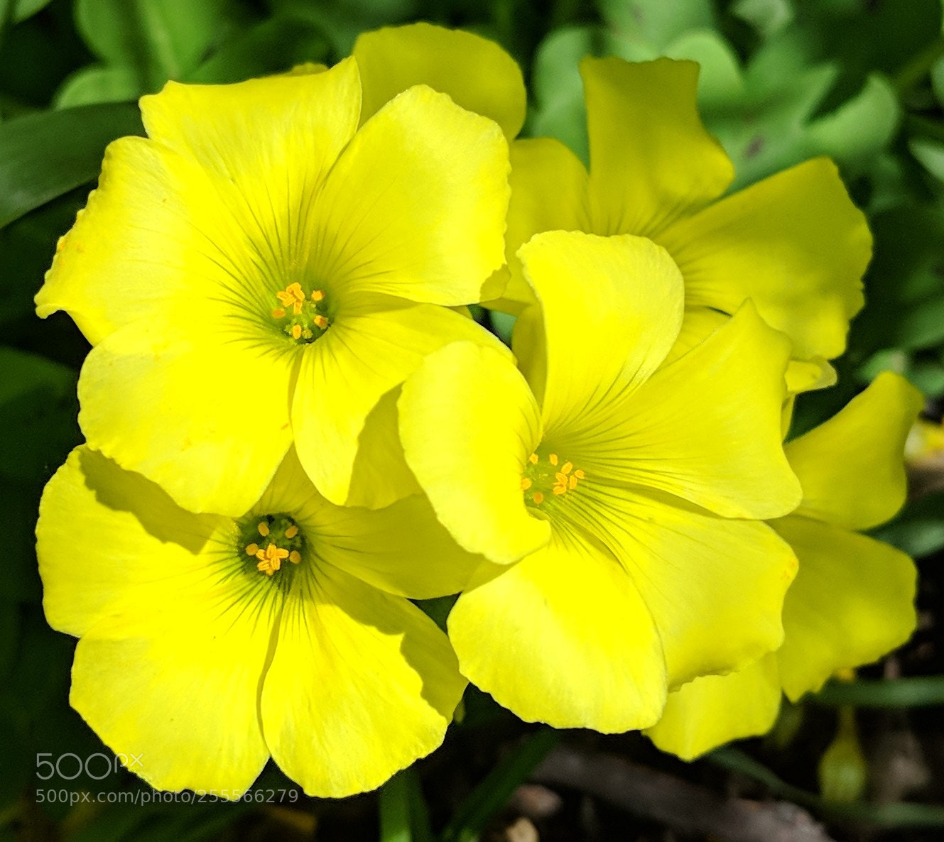 Google Pixel 2 XL sample photo. Wood sorrel photography