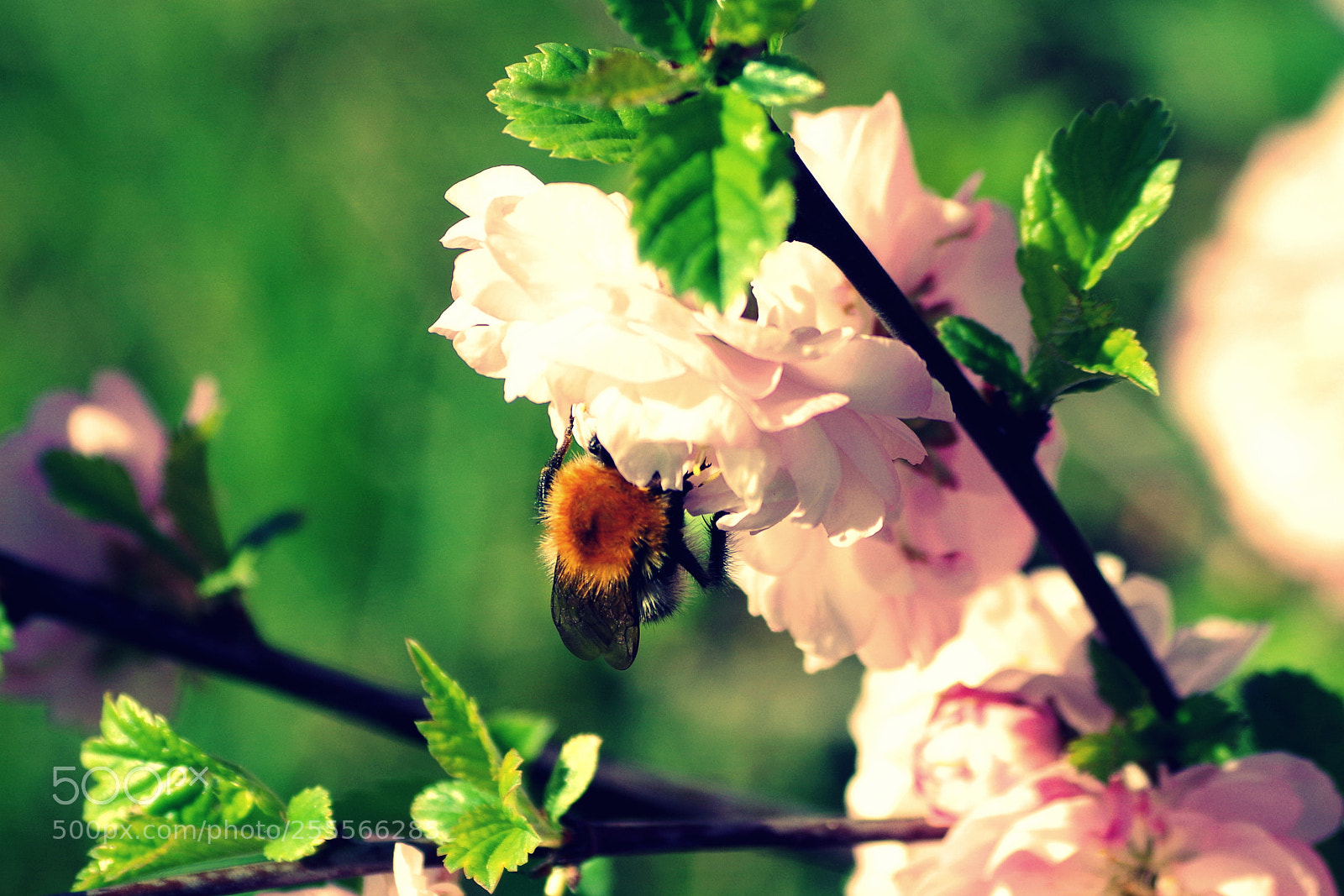 Pentax K-50 sample photo. Spring 04 photography