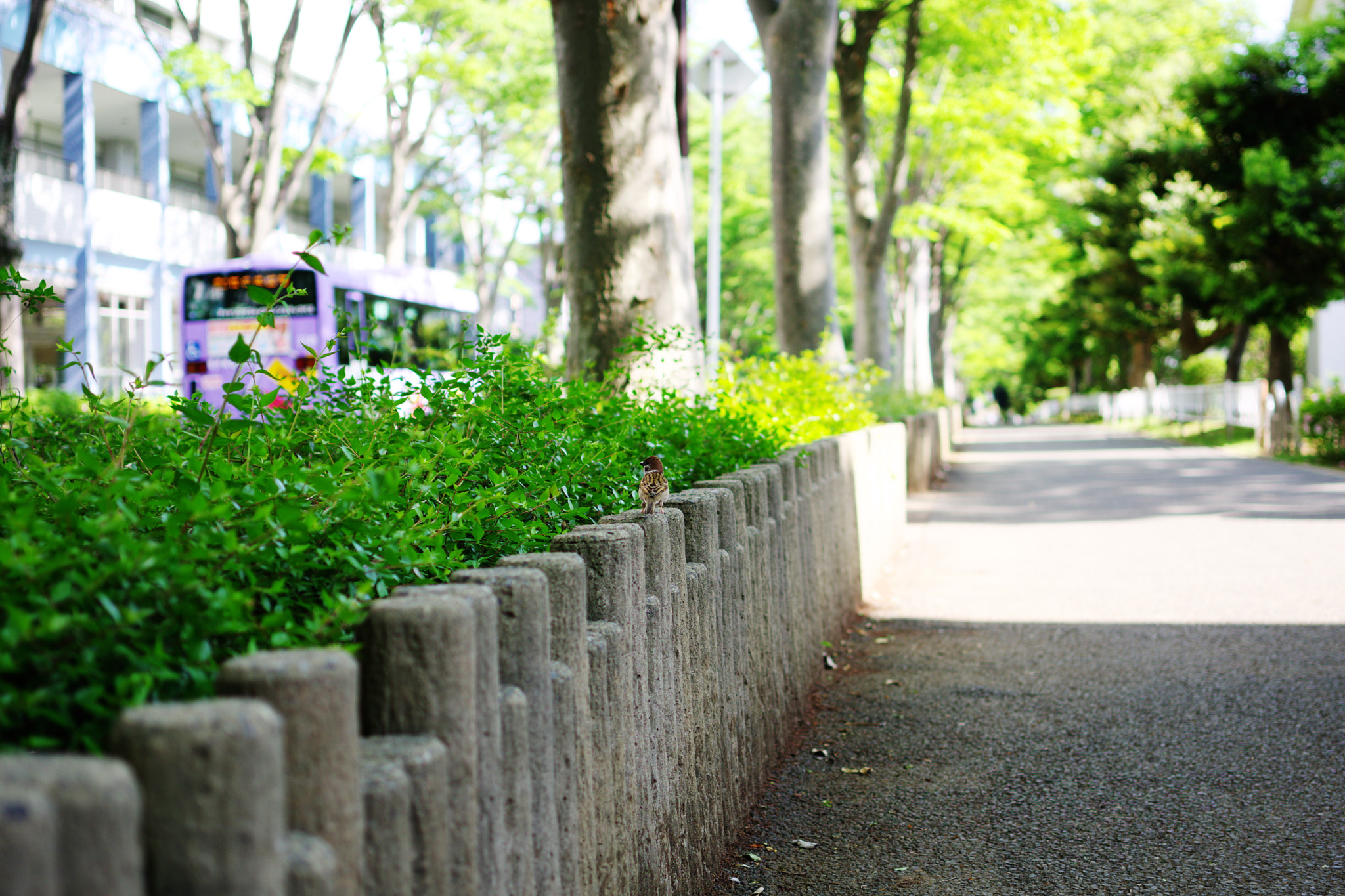 Pentax K-70 + Pentax smc DA 35mm F2.4 AL sample photo. Sparrow photography