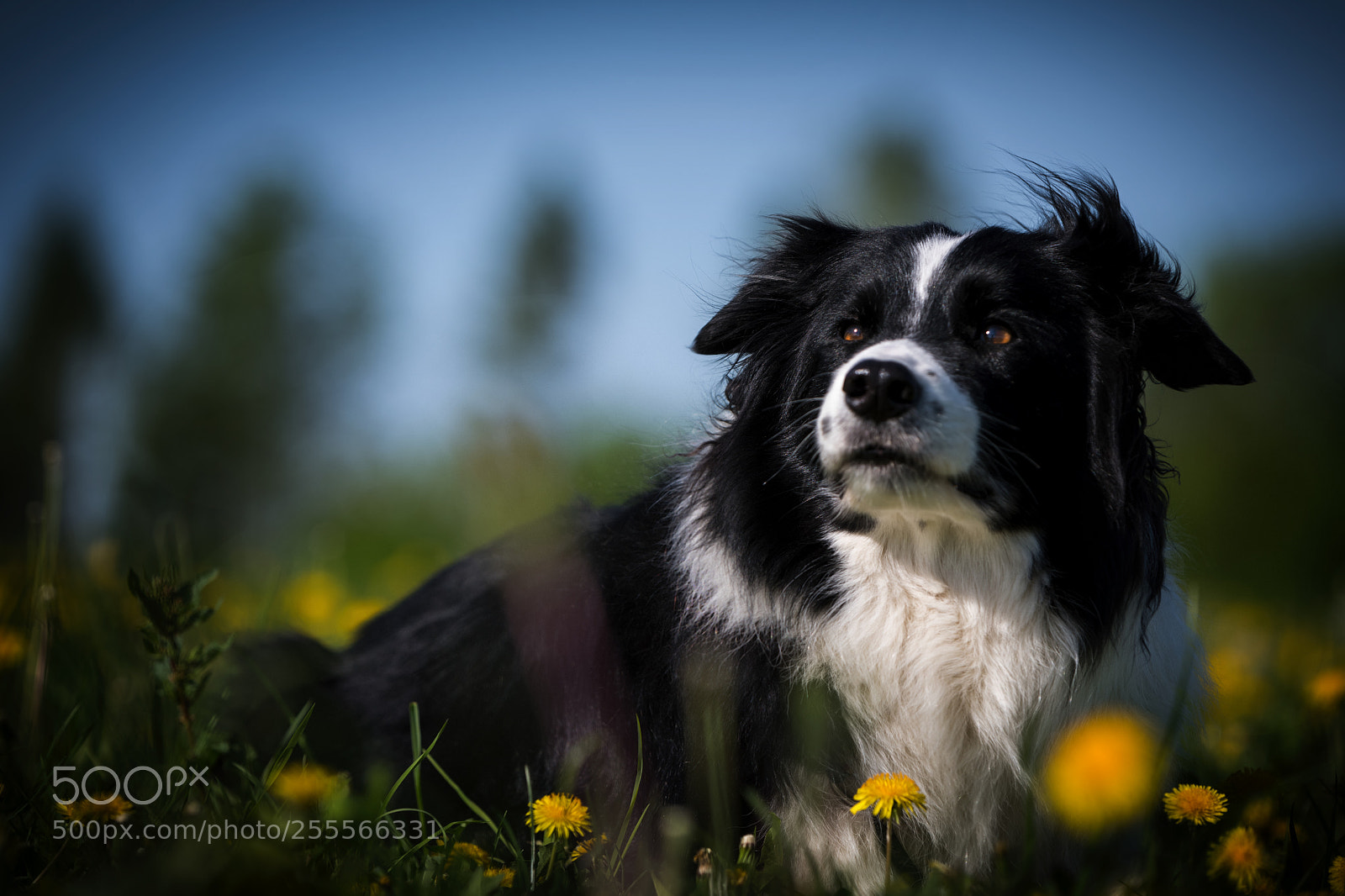 Nikon D850 sample photo. Waiting ... photography