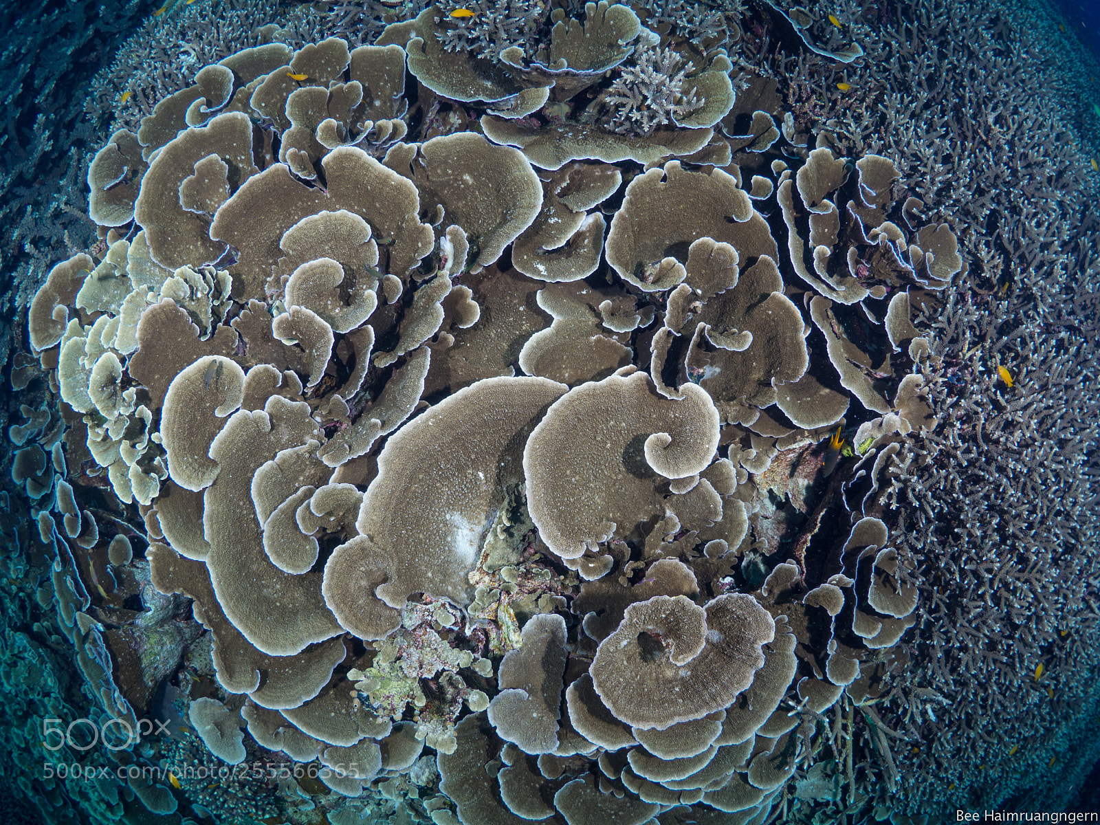 Olympus OM-D E-M10 sample photo. Hard coral at melissa's photography