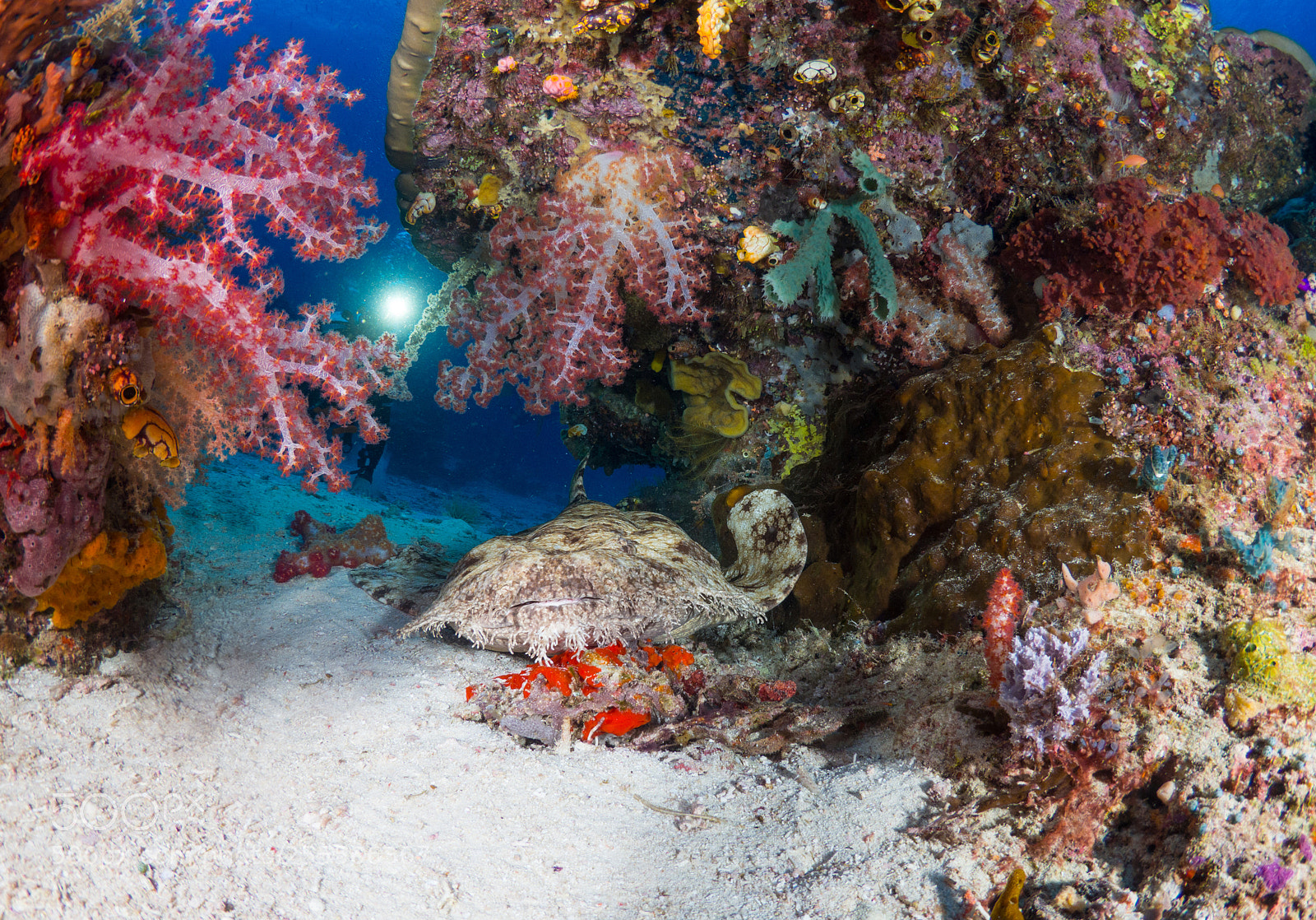 Olympus OM-D E-M10 sample photo. Wobbegong shark and its photography