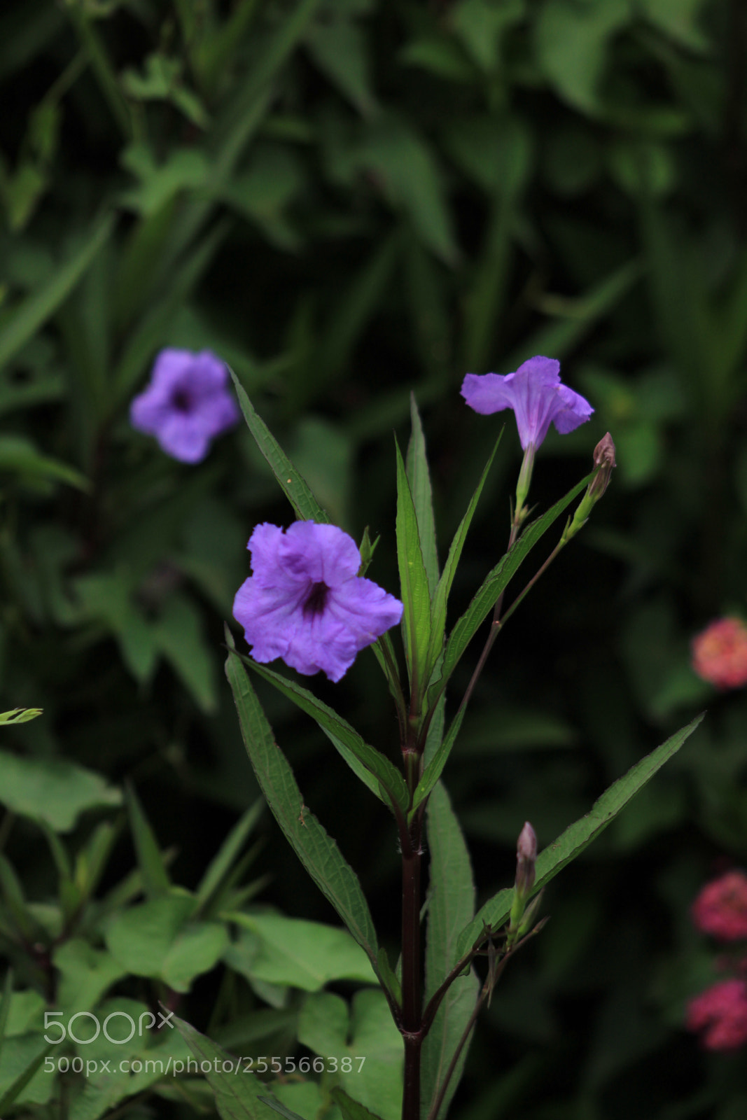 Canon EOS 1300D (EOS Rebel T6 / EOS Kiss X80) sample photo. Moral photography