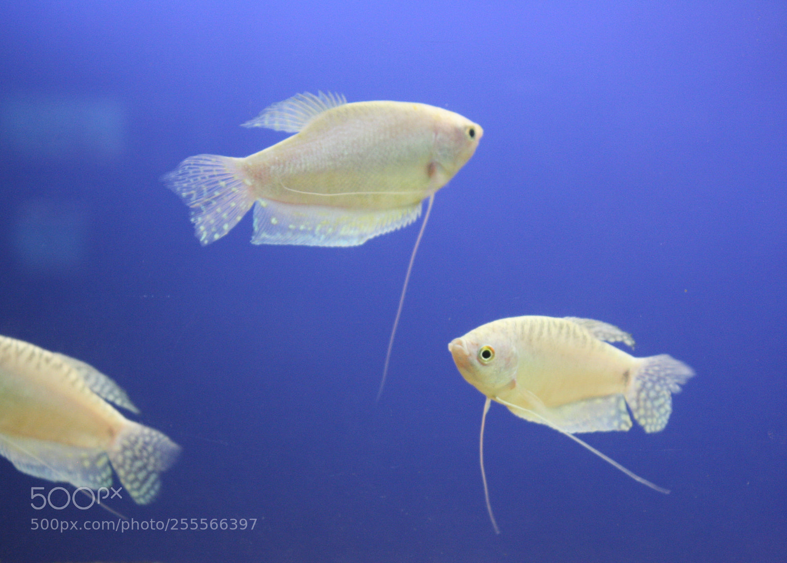 Canon EOS 1000D (EOS Digital Rebel XS / EOS Kiss F) sample photo. Milky white fish photography