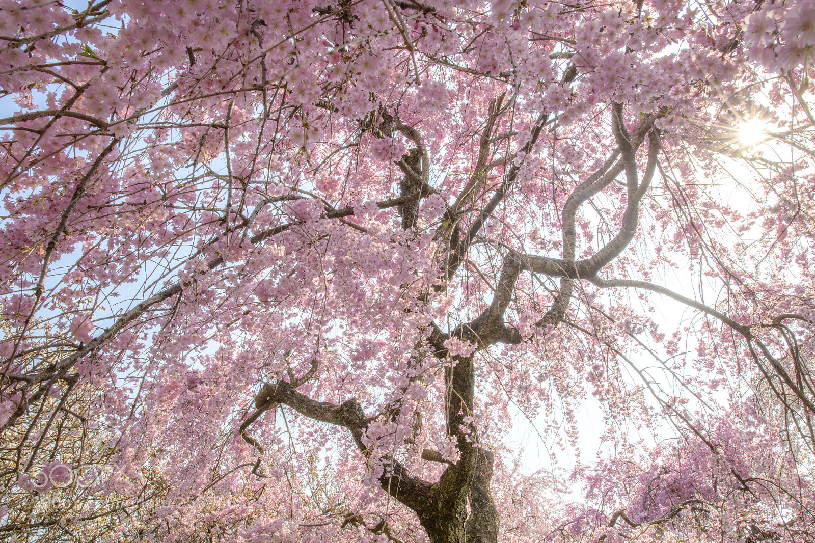 Nikon D850 sample photo. Cherry blossom kyoto photography