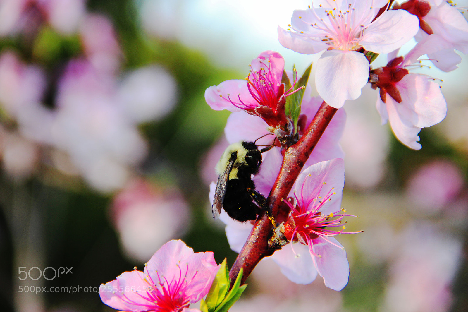 Canon EOS 600D (Rebel EOS T3i / EOS Kiss X5) sample photo. Bee on the branch photography