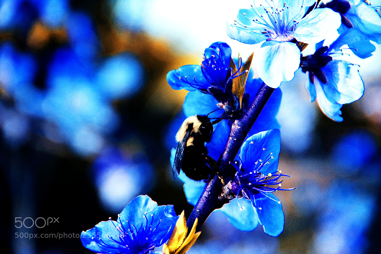 Canon EOS 600D (Rebel EOS T3i / EOS Kiss X5) sample photo. Bee on the branch-ir photography