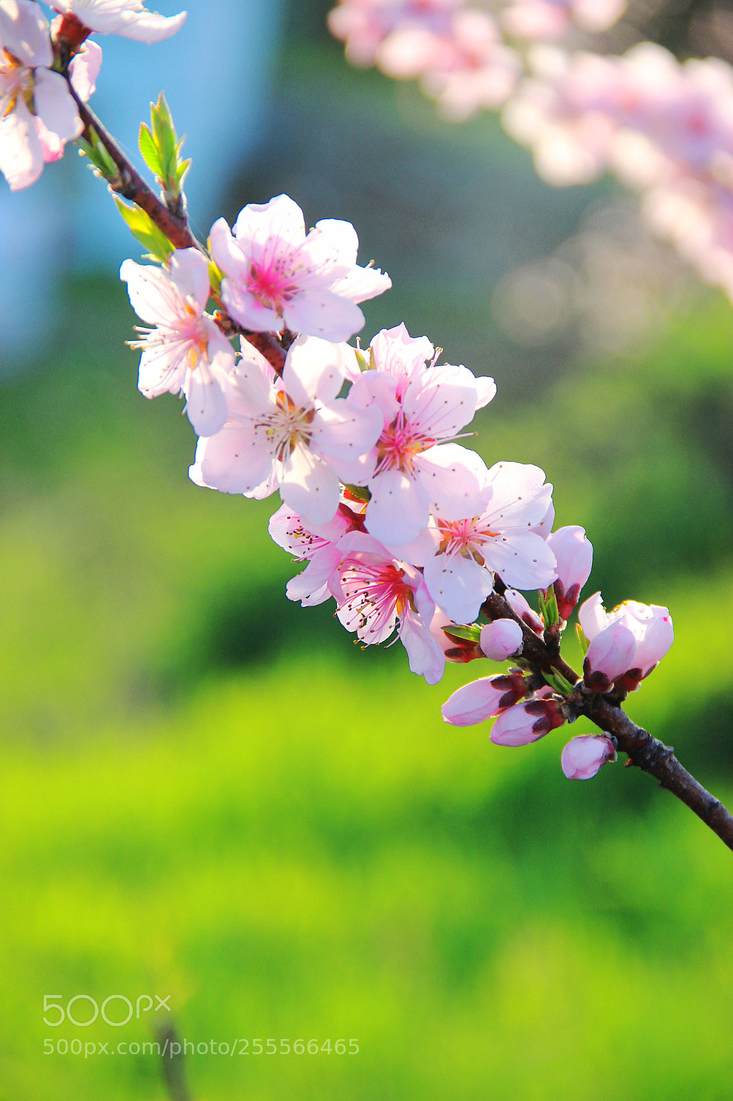 Canon EOS 600D (Rebel EOS T3i / EOS Kiss X5) sample photo. Evening peach blossoms-polarizer photography