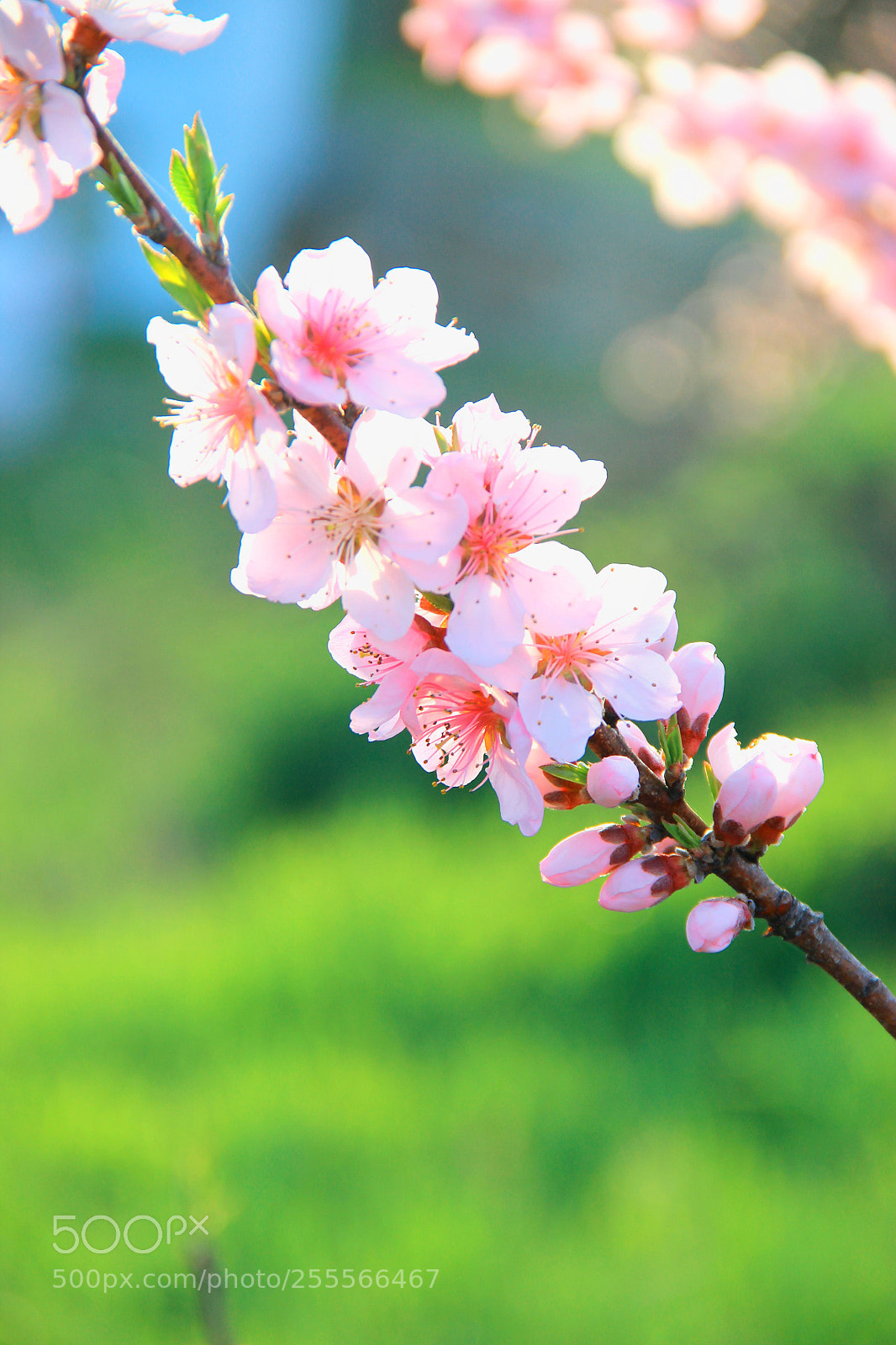 Canon EOS 600D (Rebel EOS T3i / EOS Kiss X5) sample photo. Evening peach blossom photography