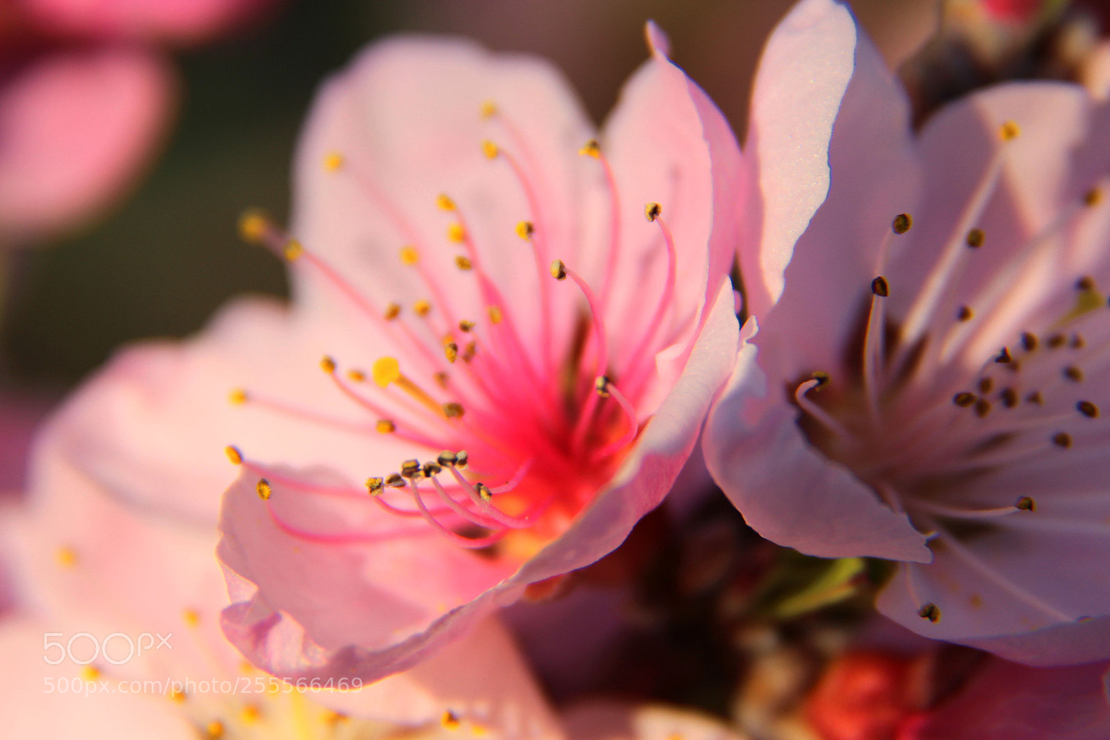 Canon EOS 600D (Rebel EOS T3i / EOS Kiss X5) sample photo. Spring blossom closeup photography