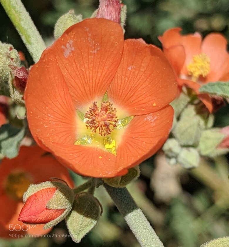 Google Pixel 2 XL sample photo. Hollyhock photography