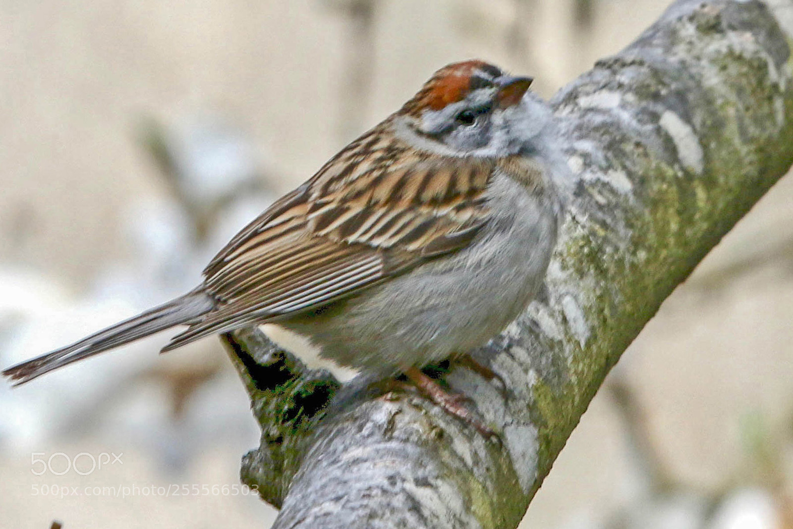 Canon EOS 7D Mark II sample photo. Spring sparrow photography